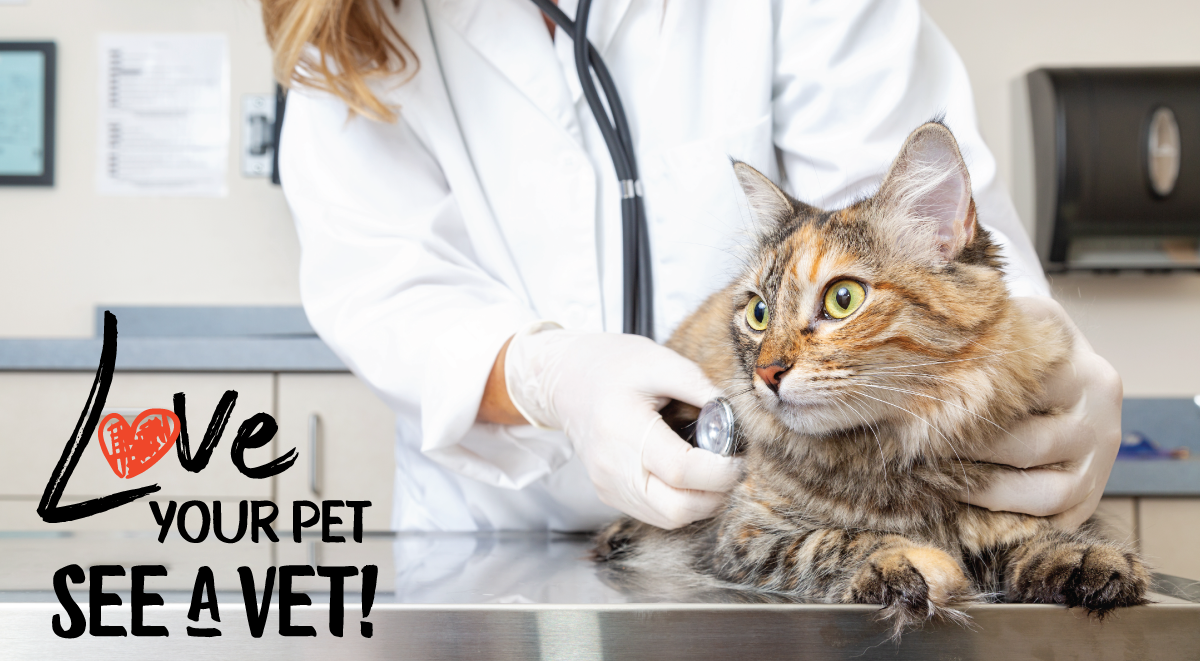 love your pet with vet and cat