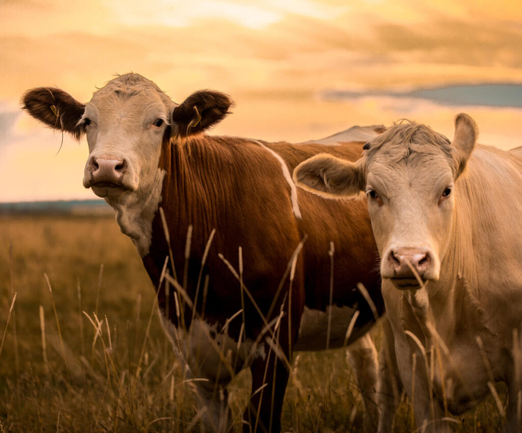 two-cows-standing-in-field-during-sunset