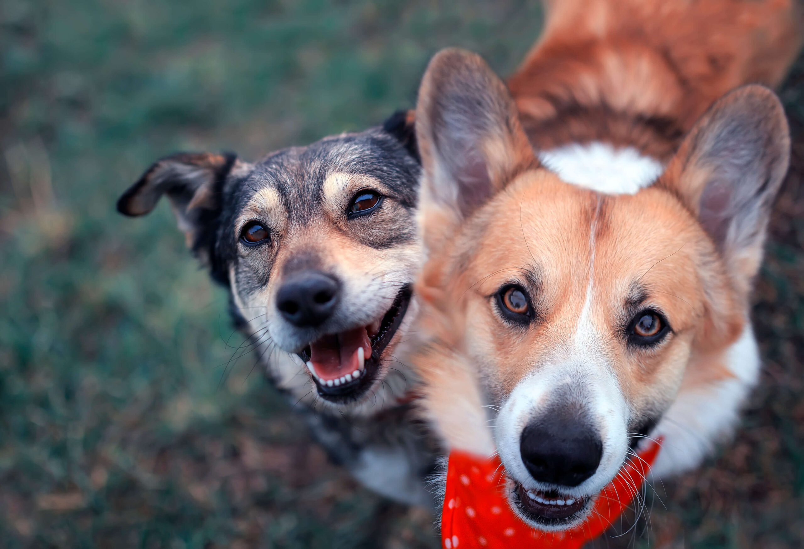 close-up-shot-of-two-dogs-smiling