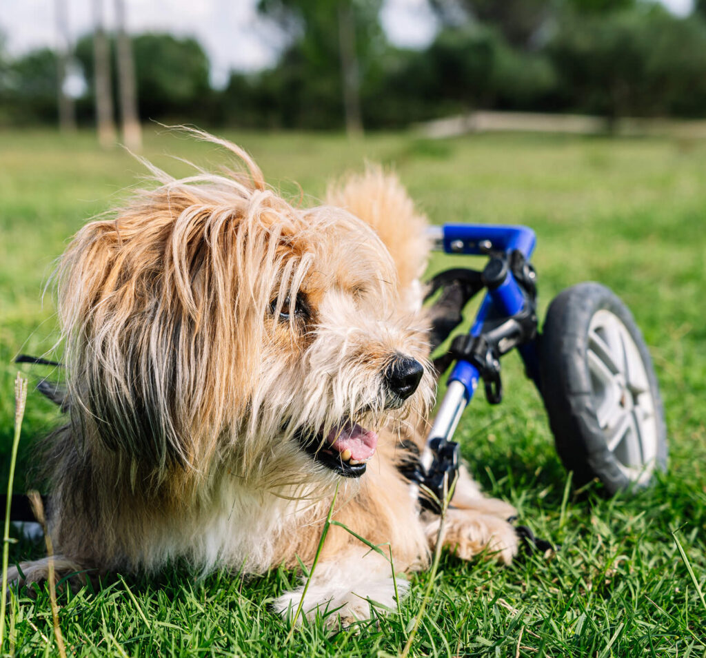 dog-with-support-sitting-in-green-grass-field