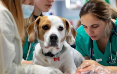 group-of-vets-examining-dog