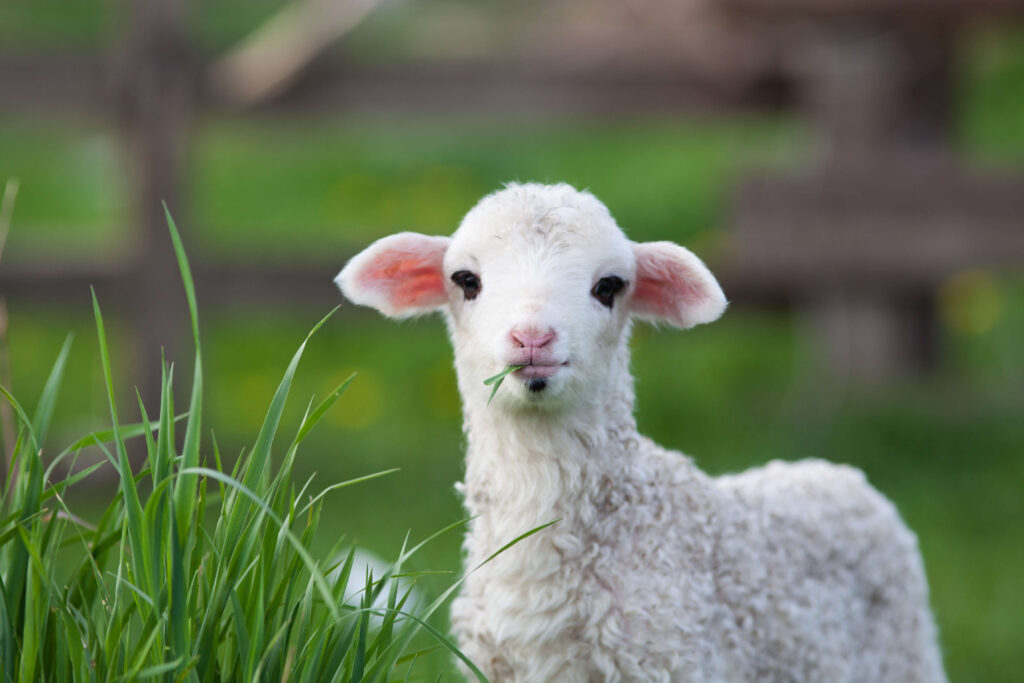 sheep-eating-grass