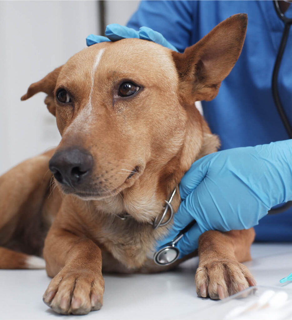 vet-examining-dog