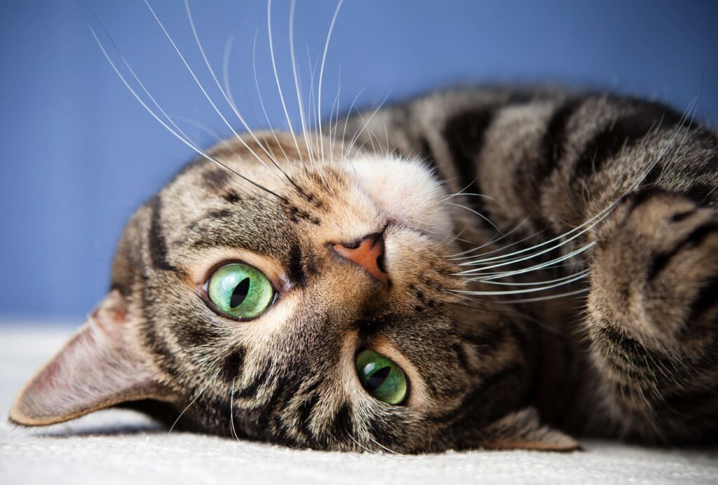 cat-bending-its-neck-and-looking-upside-down