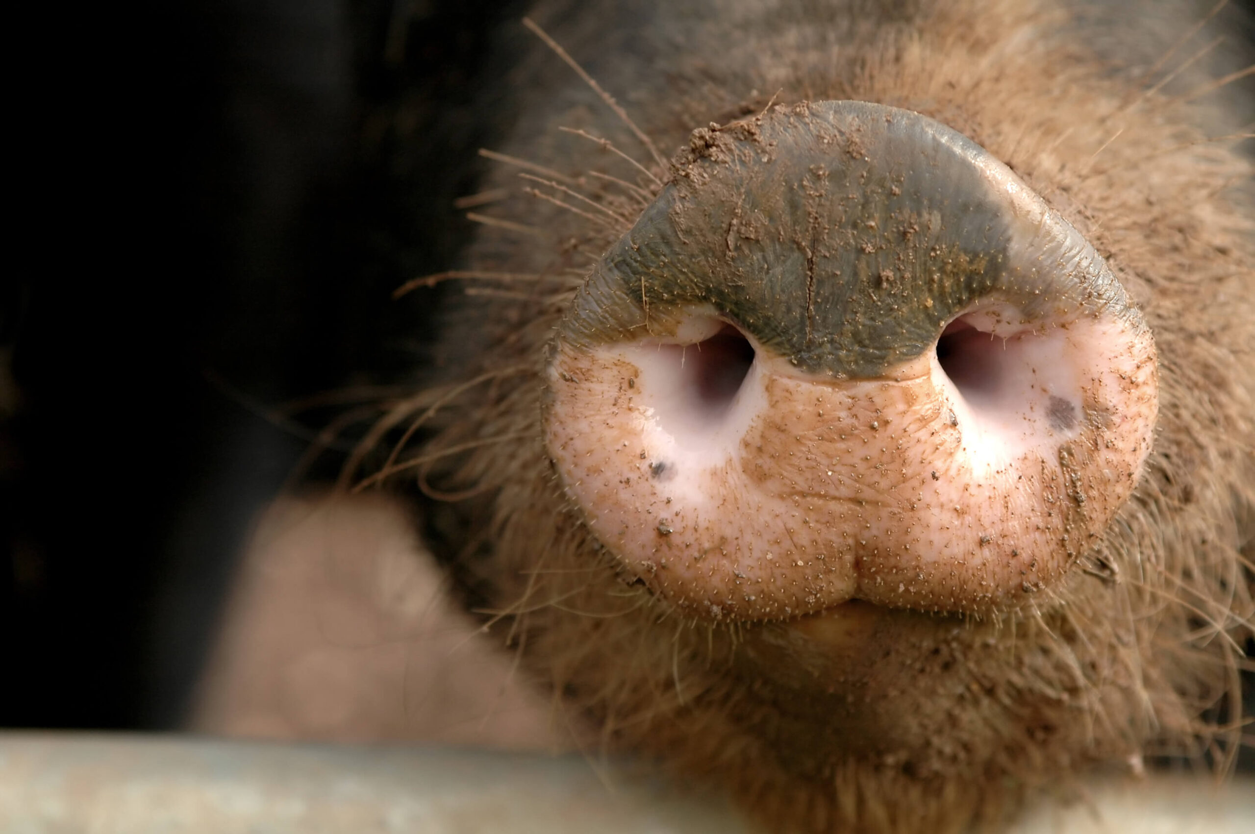 close-up-shot-of-pig