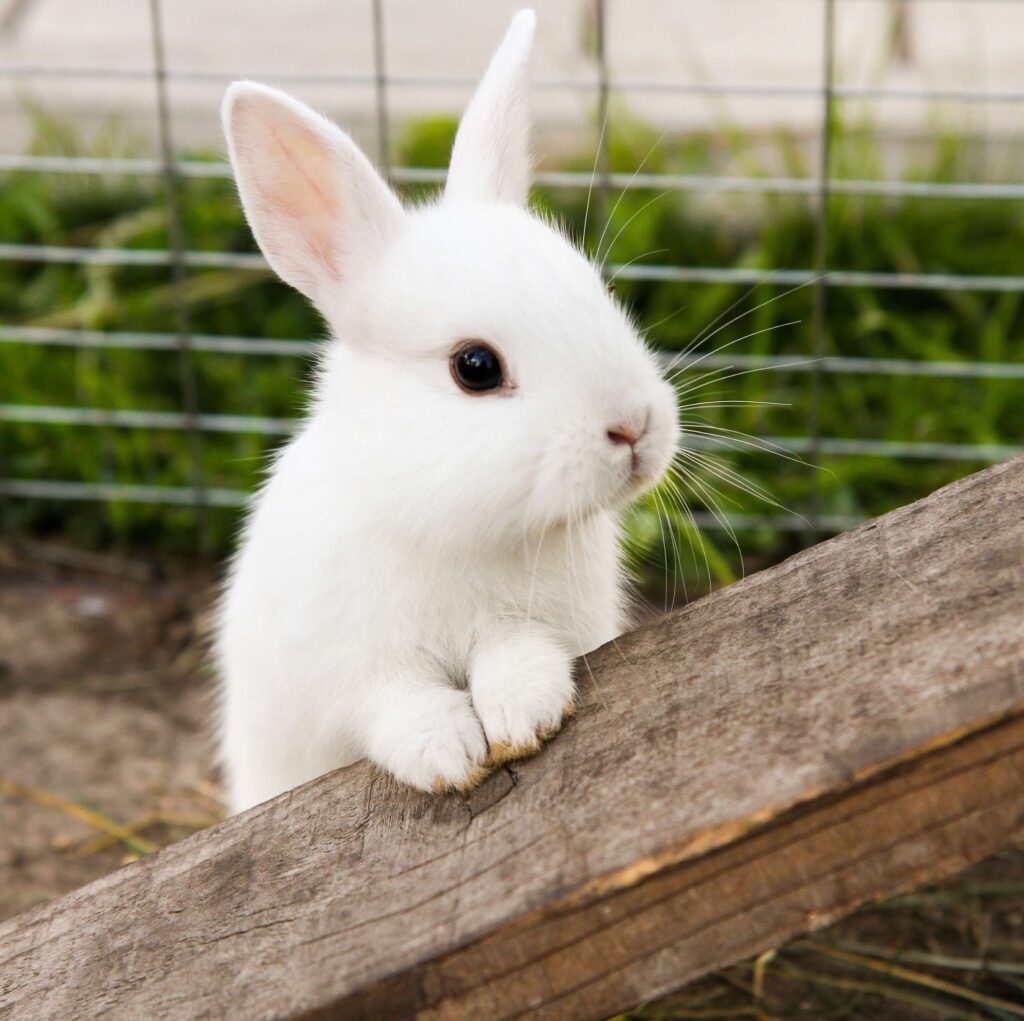 rabbit-standing-with-support