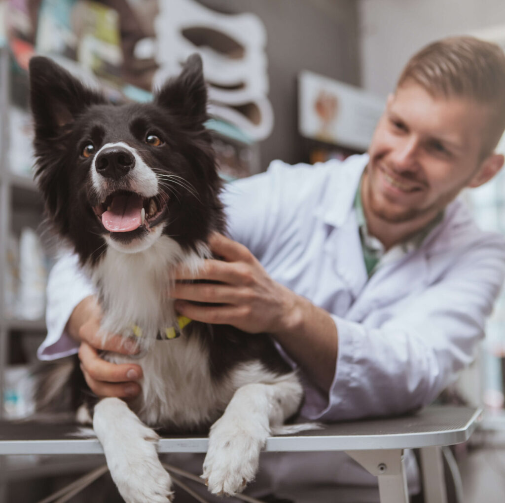 vet-and-border-collie