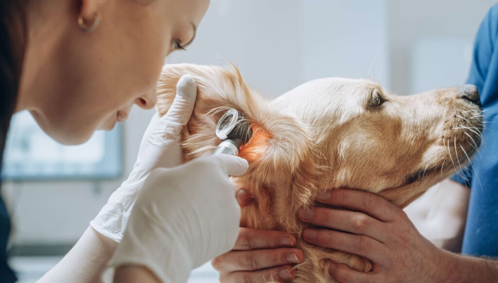 vets-checking-dog's-ear