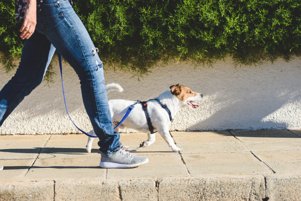 Jack Russell Terrier in harness walking on loose leash Regular exercise like walking helps your dog live a longer life