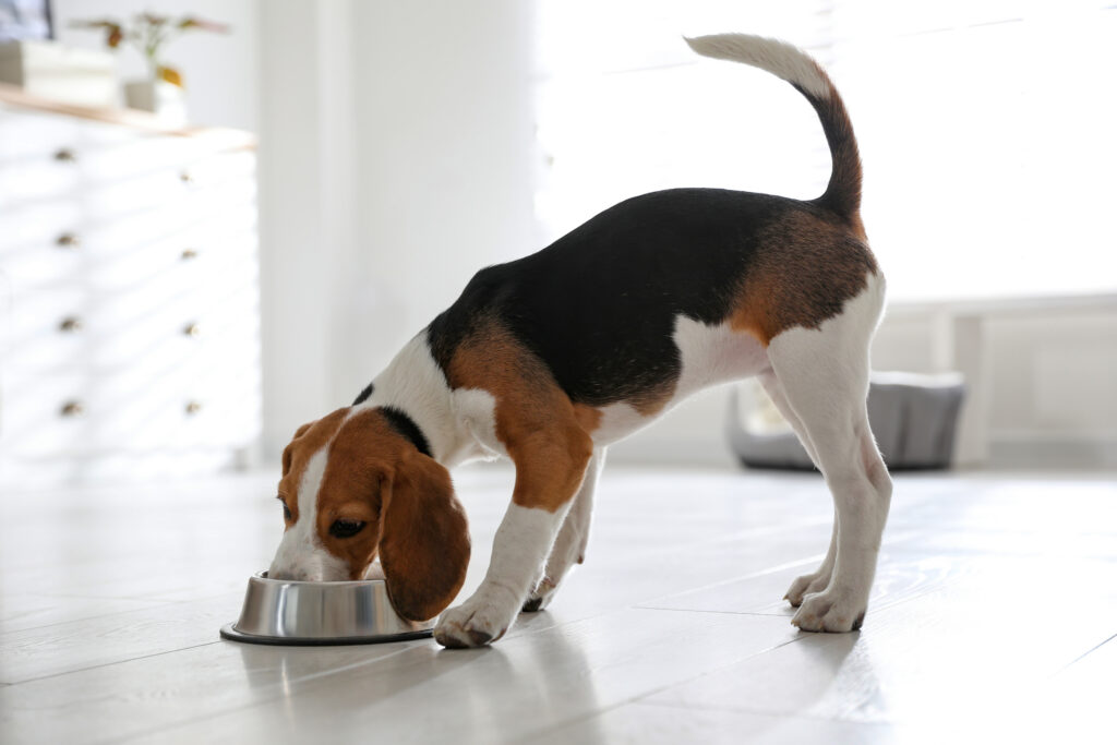 Cute Beagle puppy eating at home. maintaining a healthy weight  helps your pet live longer