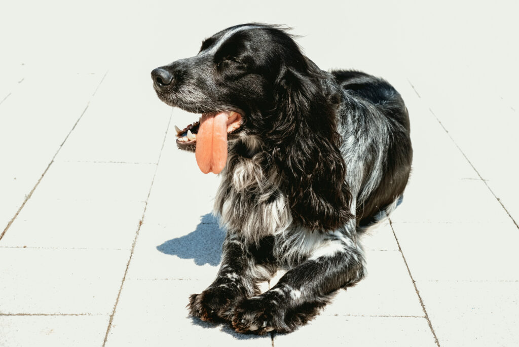 Black spaniel lies with his tongue out in hot, scorching sun. Dehydration and heat stroke. learn ways to prevent pet heatstroke