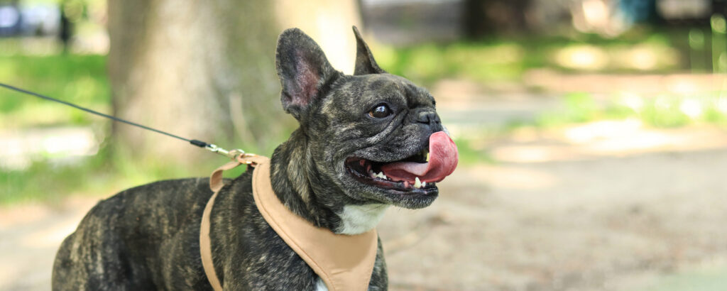 dog showing panting, a sign of possible heatstroke; learn ways to prevent pet heatstroke