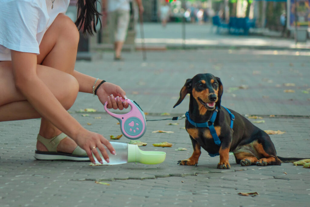 Hot dog taking a break during a walk being offered water; learn ways to prevent pet heatstroke