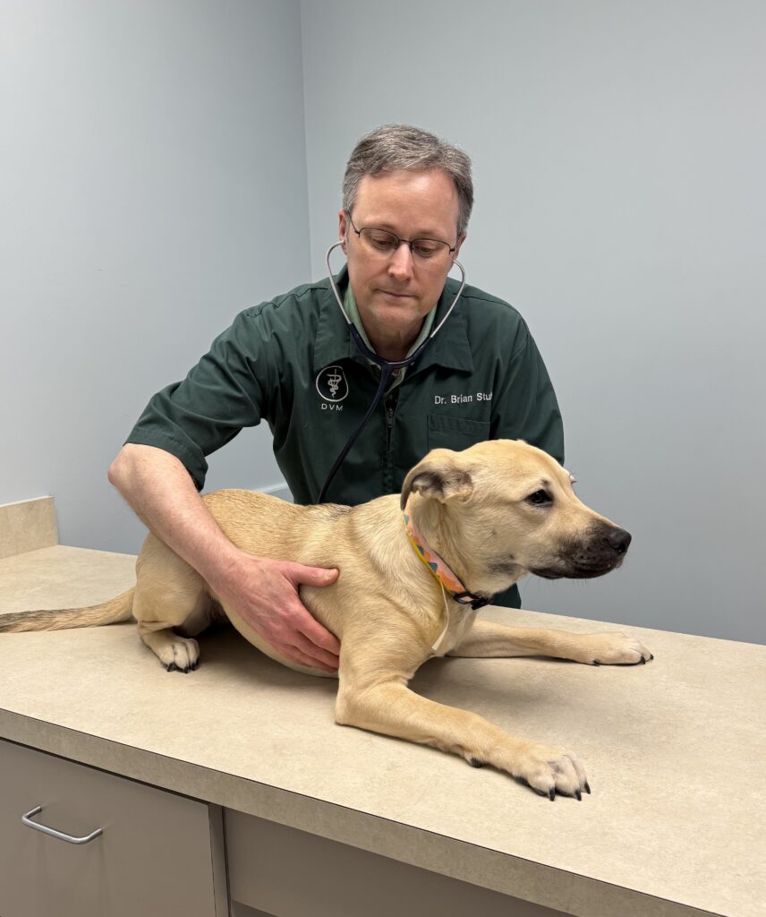 Dr. Brian Stuber exams a dog on an exam table in a vet hospital