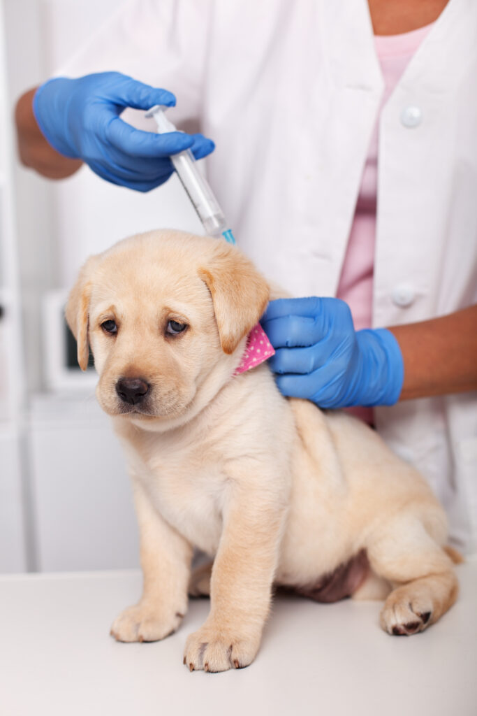 Cute labrador puppy dog with sad face getting the first vaccine at the veterinary doctor office